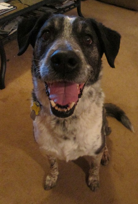 Bongo sitting and smiling