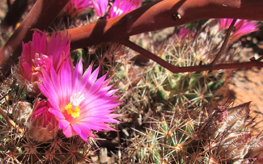 Hedgehog cactus in bloom