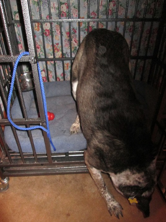 Bongo looking under his kennel