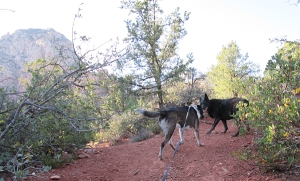 Bongo and Layla meeting on the trail