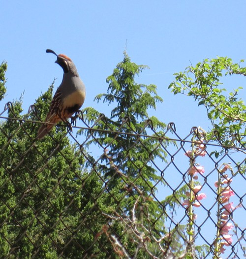 Quail on fence