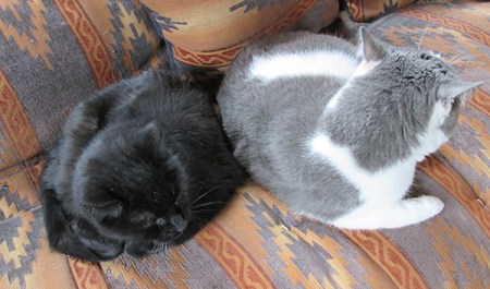 Scratchy and Gizmo together on the futon