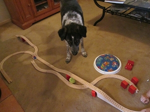Bongo looking at his tennis ball under wooden train tracks