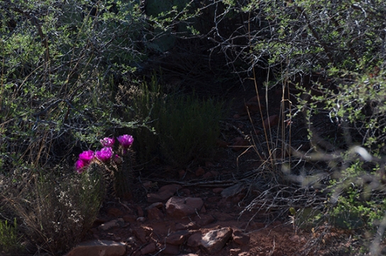 Hedgehog cactus blossoms hidden in the woods