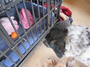 Bongo looking at toy pigs in his dog jail
