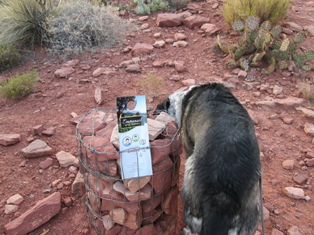 Bongo sniffing behind the church invite