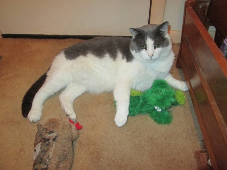 Gizmo with a toy frog and a toy snake coming after him