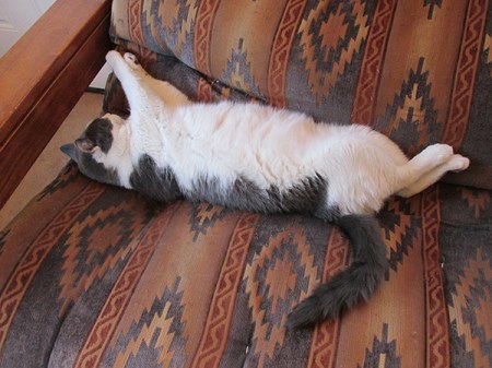 Gizmo on his back on a futon