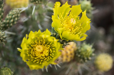 Green cholla cactus flowers
