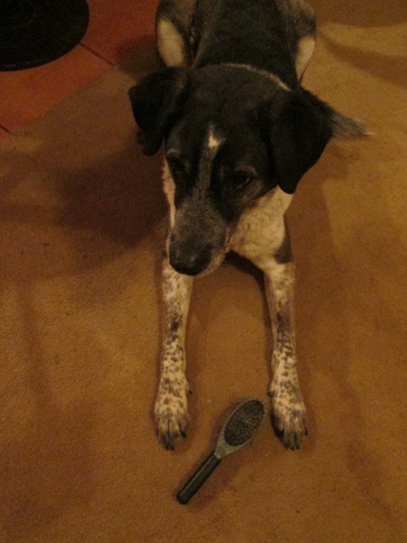 Bongo with his brush