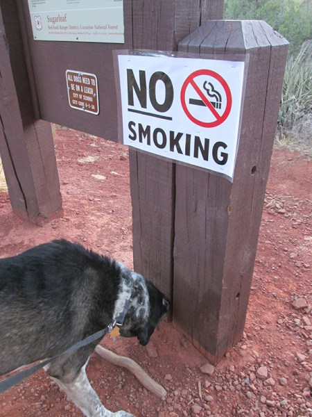 Bongo sniffing near No Smoking sign