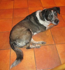 Bongo on the kitchen floor