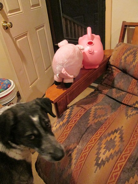 toy pigs on the futon arm near the open door