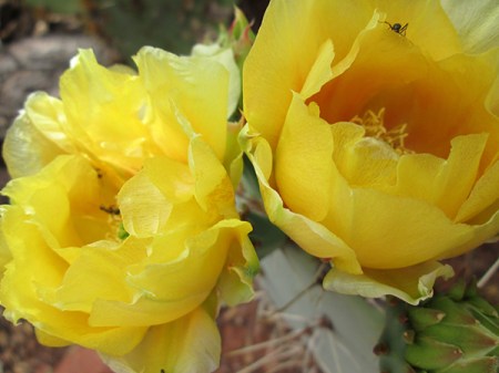 Prickly pear blossoms with an ant inside