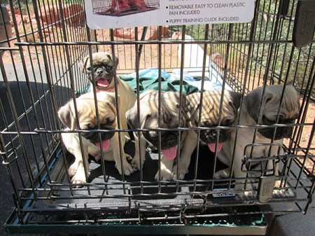 Pug puppies in a kennel