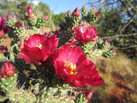 Red cholla cactus flowers