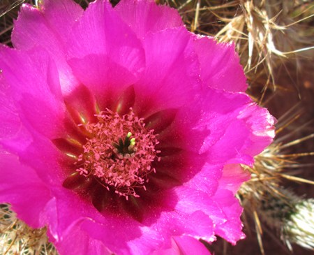 Hedgehog cactus blossom