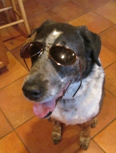 Bongo with sunglasses hanging on his face