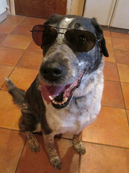 Bongo with sunglasses on
