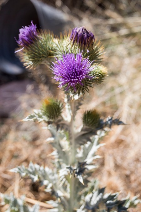 Thistle with purple blossoms and a bucket in the background