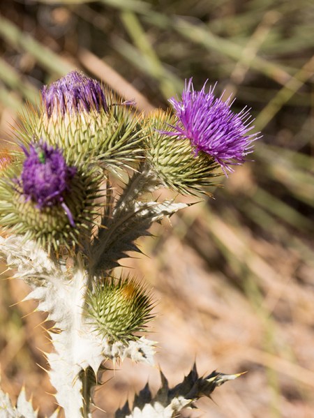 Thistle with purple blossoms