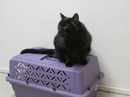 Scratchy on cat cage