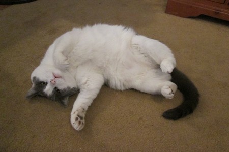 Gizmo on his side on the carpet