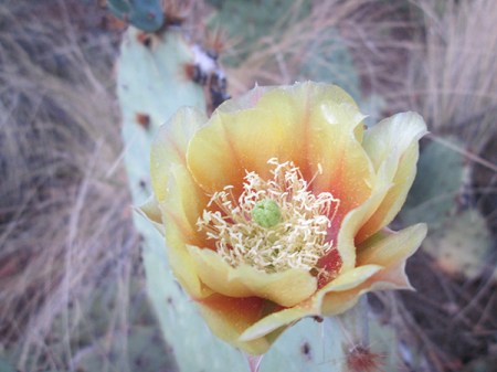 Prickly pear blossom