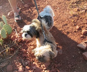 Two little dogs on the trail
