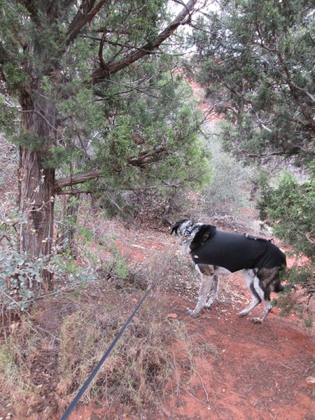 Bongo off the trail looking away