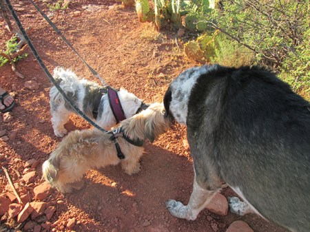 Bongo meeting Woogie and Lolo