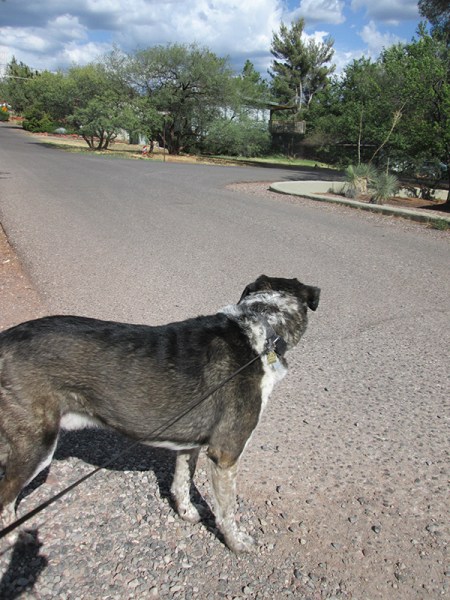 Bongo looking down the road