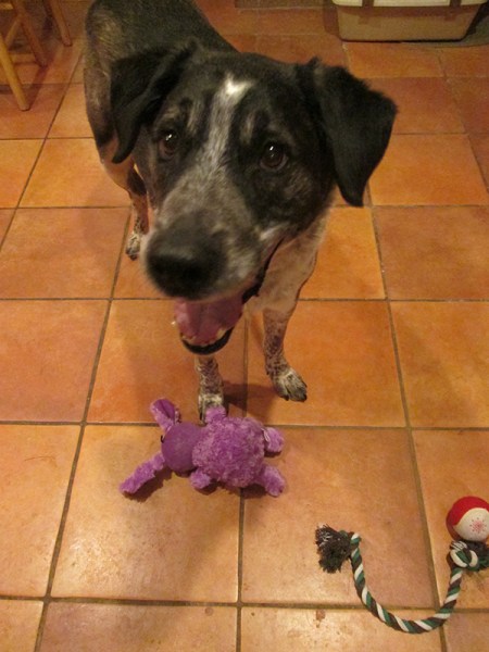 Bongo with his new toys