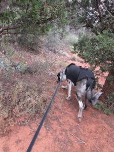 Bongo wandering off the trail