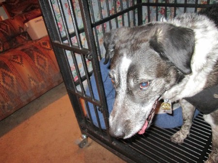 Bongo leaving his dog jail