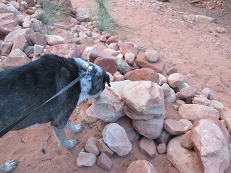Bongo sniffing the rocks