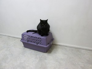 Scratchy on top of a cat cage