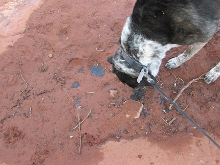 Sniffing former tadpoles