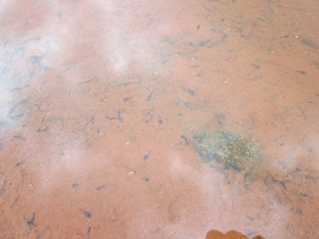 Tadpoles and bubbles in a puddle
