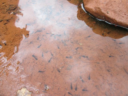 Tadpoles in a puddle