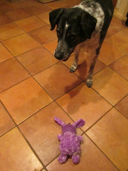 Bongo looking at a toy bunny on the floor