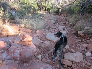 Bongo looking back at a rock stack on the trail