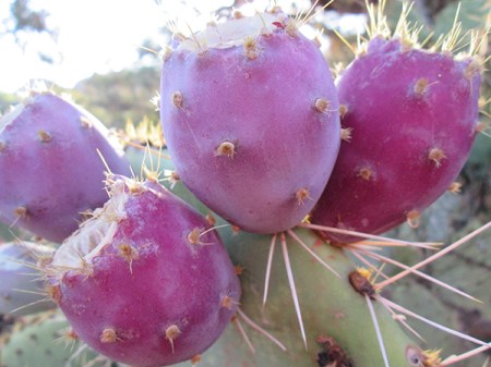 Prickly pear fruit