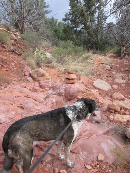 Bongo in front of the rock stack