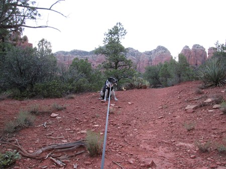 Bongo pulling against his leash from the top of the hill