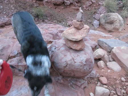 Bongo next to a stack of rocks