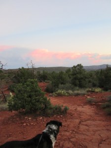 Bongo looking at the sunset from his trail