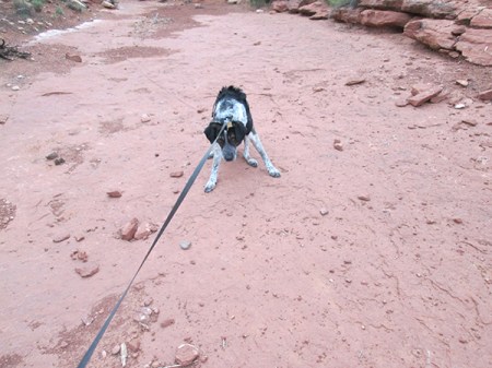 Bongo pulling against his leash