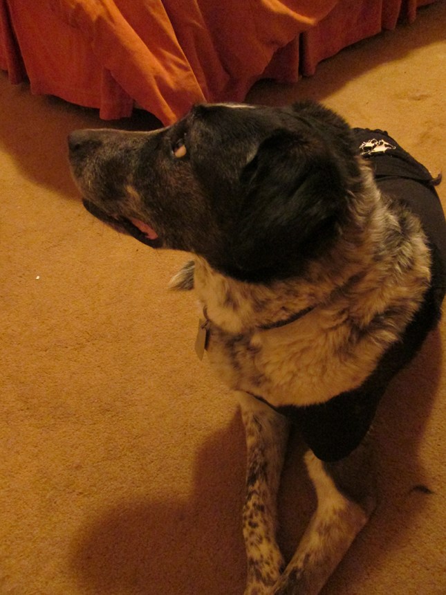 Bongo looking scared