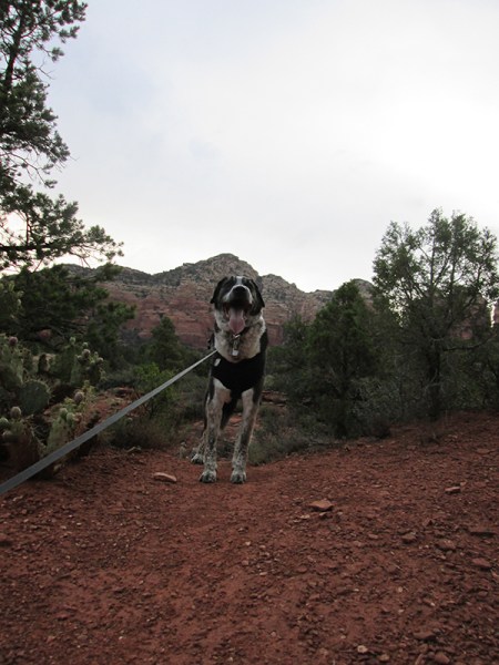 Bongo at the top of a little hill with his leash taut